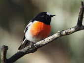 Scarlet robin - Australia Scarlet robin,Animalia,Chordata,Aves,Passeriformes,Petroicidae,Petroica boodang,robin,bird,birds
