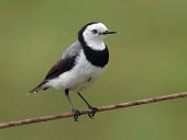 White-fronted chat - Australia Animalia,Chordata,Aves,Passeriformes,Meliphagidae,Epthianura albifrons,White-fronted chat,chat,bird,birds