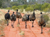 Emu - Australia Emu,Dromaius novaehollandiae,Emus,Dromaiidae,Aves,Birds,Chordates,Chordata,Ostriches,Struthioniformes,Least Concern,Dromaius,Omnivorous,Semi-desert,Terrestrial,novaehollandiae,Australia,Desert,Forest,