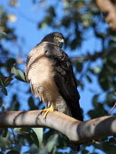 Collared sparrowhawk - Australia Collared sparrowhawk,Animalia,Chordata,Aves,Accipitriformes,Accipitridae,Accipiter cirrocephalus,sparrowhawk,bird,birds