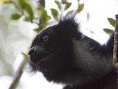 Indri - Madagascar Indri,Indri indri,Indridae,Mammalia,Mammals,Chordates,Chordata,Primates,Indri Colicorto,Indri À Queue Courte,Rainforest,Terrestrial,Herbivorous,Indriidae,Animalia,Endangered,indri,Appendix I,Arboreal