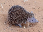 Lesser hedgehog tenrec - Madagascar Lesser Hedgehog Tenrec,Animalia,Chordata,Mammalia,Afrosoricida,Tenrecidae,Echinops telfairi,tenrec