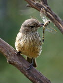 Rufous whistler - Australia Animalia,Chordata,Aves,Passeriformes,Pachycephalidae,Pachycephala rufiventris,Rufous whistler,bird,birds