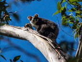 Greater Glider - Australia David Cook Wildlife Photography / davidcook.com.au Greater Glider,Greater Gliding Possum,possum,Animalia,Chordata,Mammalia,Diprotodontia,Pseudocheiridae,Petauroides volans