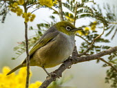 Silvereye - Australia Silvereye,Animalia,Chordata,Aves,Passeriformes,Zosteropidae,Zosterops lateralis,bird,birds