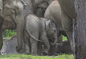 Herd of Asian elephants - Bengal Asian elephant,Elephas maximus,Mammalia,Mammals,Elephants,Elephantidae,Chordates,Chordata,Elephants, Mammoths, Mastodons,Proboscidea,Indian elephant,Elefante Asiático,Eléphant D'Asie,Eléphant D'Ind