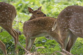Chital fawn - Bengal Chital,Axis axis,Chordates,Chordata,Mammalia,Mammals,Cervidae,Deer,Even-toed Ungulates,Artiodactyla,Axis deer,Indian spotted deer,Cerf Axis,Asia,South America,Forest,Animalia,Axis,Grassland,Temperate,