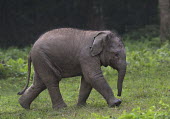 Asian elephant calf - Bengal Asian elephant,Elephas maximus,Mammalia,Mammals,Elephants,Elephantidae,Chordates,Chordata,Elephants, Mammoths, Mastodons,Proboscidea,Indian elephant,Elefante Asiático,Eléphant D'Asie,Eléphant D'Ind