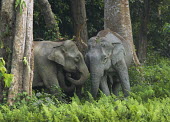 Herd of Asian elephants emerging from forest - Bengal Asian elephant,Elephas maximus,Mammalia,Mammals,Elephants,Elephantidae,Chordates,Chordata,Elephants, Mammoths, Mastodons,Proboscidea,Indian elephant,Elefante Asiático,Eléphant D'Asie,Eléphant D'Ind