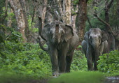 Asian elephants marching through forest - Bengal Asian elephant,Elephas maximus,Mammalia,Mammals,Elephants,Elephantidae,Chordates,Chordata,Elephants, Mammoths, Mastodons,Proboscidea,Indian elephant,Elefante Asiático,Eléphant D'Asie,Eléphant D'Ind