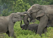 Asian elephant family - Bengal Asian elephant,Elephas maximus,Mammalia,Mammals,Elephants,Elephantidae,Chordates,Chordata,Elephants, Mammoths, Mastodons,Proboscidea,Indian elephant,Elefante Asiático,Eléphant D'Asie,Eléphant D'Ind