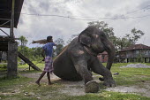 A man beating an Asian elephant with a sack - Bengal chains,captive,Asian elephant,Elephas maximus,Mammalia,Mammals,Elephants,Elephantidae,Chordates,Chordata,Elephants, Mammoths, Mastodons,Proboscidea,Indian elephant,Elefante Asiático,Eléphant D'Asie,