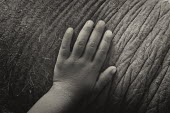 Human hand on the skin of an Asian elephant - Bengal Asian elephant,Elephas maximus,Mammalia,Mammals,Elephants,Elephantidae,Chordates,Chordata,Elephants, Mammoths, Mastodons,Proboscidea,Indian elephant,Elefante Asiático,Eléphant D'Asie,Eléphant D'Ind