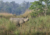 Indian rhinoceros - Bengal Indian rhinoceros,Rhinoceros unicornis,Rhinocerous,Rhinocerotidae,Mammalia,Mammals,Chordates,Chordata,Perissodactyla,Odd-toed Ungulates,greater one-horned rhinoceros,Asian one-horned rhinoceros,great