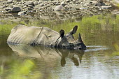 Indian rhinoceros submerged in water - Bengal Indian rhinoceros,Rhinoceros unicornis,Rhinocerous,Rhinocerotidae,Mammalia,Mammals,Chordates,Chordata,Perissodactyla,Odd-toed Ungulates,greater one-horned rhinoceros,Asian one-horned rhinoceros,great