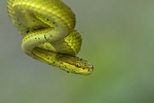 White-lipped pit viper - Bengal Close up,Green background,yellow,Green,scale,scaly,Scales,colours,color,colors,Colour,blur,selective focus,blurry,depth of field,Shallow focus,blurred,soft focus,coloration,Colouration,White-lipped pi