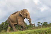 Asian elephant - Bengal Avijan Saha Asian elephant,Elephas maximus,Mammalia,Mammals,Elephants,Elephantidae,Chordates,Chordata,Elephants, Mammoths, Mastodons,Proboscidea,Indian elephant,Elefante Asitico,Elphant D'Asie,Elphant D'Inde,Animalia,Scrub,Elephas,Terrestrial,Asia,Appendix I,Endangered,Herbivorous,Grassland,maximus,Tropical,IUCN Red List