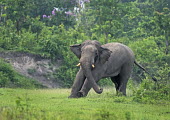 Asian elephant stretching - Bengal forests,Forest,Tired,exhaustion,exhausted,sleepy,lazy,Terrestrial,ground,environment,ecosystem,Habitat,relax,Relaxed,chilled,chill,easy going,content,Tusks,tusk,Asian elephant,Elephas maximus,Mammalia