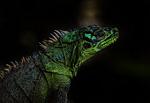Sail-fin lizard - Philippines Facial portrait,face,colours,color,colors,Colour,Green,Neon,glowing,glow,scale,scaly,Scales,blur,selective focus,blurry,depth of field,Shallow focus,blurred,soft focus,Portrait,face picture,face shot,