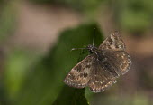 Dingy skipper - France Dingy skipper,butterfly,butterflies,Animalia,Arthropoda,Insecta,Lepidoptera,Hesperiidae,Erynnis tages