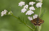 Chequered skipper - France Chequered skipper,Carterocephalus palaemon,Arthropoda,Arthropods,Insects,Insecta,Lepidoptera,Butterflies, Skippers, Moths,Skippers,Hesperiidae,North America,Carterocephalus,Scrub,Temperate,Wildlife an