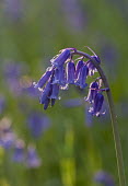 Bluebell - England Terrestrial,ground,Green background,Close up,coloration,Colouration,Grassland,Macro,macrophotography,environment,ecosystem,Habitat,violet,indigo,Purple,colours,color,colors,Colour,Bluebell,Hyacinthoid
