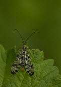 Common scorpionfly - Europe Common scorpionfly,Animalia,Arthropoda,Insecta,Mecoptera,Panorpidae,Panorpa,Panorpa communis