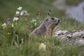 Alpine marmot - Europe environment,ecosystem,Habitat,Grassland,wildflower meadow,Meadow,Close up,Terrestrial,ground,blur,selective focus,blurry,depth of field,Shallow focus,blurred,soft focus,north American grassland,Prairi