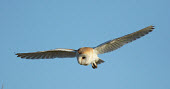 Barn owl - UK action,movement,move,Moving,in action,in motion,motion,in-air,in flight,flight,in-flight,flap,Flying,fly,in air,flapping,Sky,blue skies,sunny,Blue sky,bright,Blue background,bird of prey,raptor,bird,b