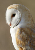 Barn owl - UK blur,selective focus,blurry,depth of field,Shallow focus,blurred,soft focus,Facial portrait,face,Close up,Portrait,face picture,face shot,bird of prey,raptor,bird,birds,carnivore,Barn owl,Tyto alba,Bi