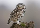 Little owl - UK bird of prey,raptor,bird,birds,carnivore,Little owl,Athene noctua,Birds,Birds of Prey,True Owls,Strigidae,Aves,Owls,Strigiformes,Chordates,Chordata,Tibet owl,northern little owl,Chouette chevêche,Agr