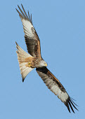 Red kite - UK Iain Leach bird of prey,raptor,bird,birds,carnivore,Red kite,Milvus milvus,Birds,Birds of Prey,Aves,Falconiformes,Hawks Eagles Falcons Kestrel,Chordates,Chordata,Accipitridae,Hawks, Eagles, Kites, Harriers,Ciconiiformes,Herons Ibises Storks and Vultures,Milano Real,Milan royal,Europe,milvus,Milvus,Near Threatened,Agricultural,Temperate,Flying,Carnivorous,Broadleaved,Animalia,Wildlife and Conservation Act,IUCN Red List