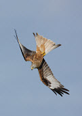Red kite - UK action,movement,move,Moving,in action,in motion,motion,in-air,in flight,flight,in-flight,flap,Flying,fly,in air,flapping,bird of prey,raptor,bird,birds,carnivore,Red kite,Milvus milvus,Birds,Birds of