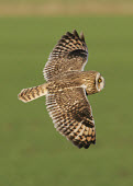 Short-eared owl - UK predation,hunt,hunter,stalking,Hunting,stalker,hungry,stalk,hunger,in-air,in flight,flight,in-flight,flap,Flying,fly,in air,flapping,action,movement,move,Moving,in action,in motion,motion,blur,selecti