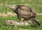Rough-legged hawk - UK predation,hunt,hunter,stalking,Hunting,stalker,hungry,stalk,hunger,food,feed,eat,Feeding,eating,bird of prey,raptor,bird,birds,carnivore,Rough-legged hawk,Buteo lagopus,Birds,Birds of Prey,Falconiform