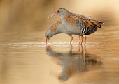 Water rail - UK predation,hunt,hunter,stalking,Hunting,stalker,hungry,stalk,hunger,Lake,lakes,Reflection,Orange background,blur,selective focus,blurry,depth of field,Shallow focus,blurred,soft focus,environment,ecosy