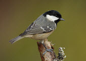 Coal tit - UK Coal tit,Animalia,Chordata,Aves,Passeriformes,Paridae,Periparus ater,Birds,Little birds
