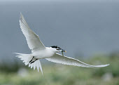 Sandwich tern - UK coast,Coastal,coast line,coastline,action,movement,move,Moving,in action,in motion,motion,markings,marking,coloration,Colouration,Capped,cap,predation,hunt,hunter,stalking,Hunting,stalker,hungry,stalk