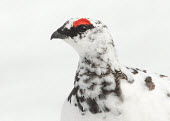 Ptarmigan - UK white,snow,Snowy background,White background,snowy,Snow,hidden,crypsis,Camouflage,camo,disguise,disguised,camouflaged,wintery,cold,Winter,colours,color,colors,Colour,coloration,Colouration,game bird,b