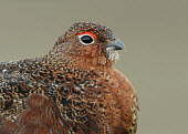 Red grouse - UK Portrait,face picture,face shot,blur,selective focus,blurry,depth of field,Shallow focus,blurred,soft focus,game bird,bird,birds,Red grouse,Lagopus lagopus,Birds,Grouse,Chordates,Chordata,Gallinaeous
