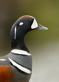 Harlequin duck - UK fresh water,Freshwater,markings,marking,Aquatic,water,water body,environment,ecosystem,Habitat,blur,selective focus,blurry,depth of field,Shallow focus,blurred,soft focus,coloration,Colouration,Lake,l