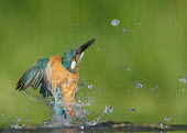 Kingfisher - UK in-air,in flight,flight,in-flight,flap,Flying,fly,in air,flapping,predation,hunt,hunter,stalking,Hunting,stalker,hungry,stalk,hunger,splashes,splash,Splashing,River,rivers,Green background,blur,select