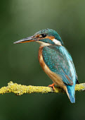 Kingfisher - UK Multi-coloured,multicoloured,multi-colored,colorful,multicolored,colourful,colours,color,colors,Colour,blur,selective focus,blurry,depth of field,Shallow focus,blurred,soft focus,coloration,Colouratio