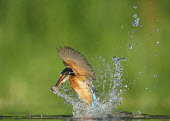 Kingfisher - UK action,movement,move,Moving,in action,in motion,motion,Green background,blur,selective focus,blurry,depth of field,Shallow focus,blurred,soft focus,in-air,in flight,flight,in-flight,flap,Flying,fly,in