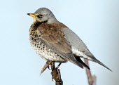 Fieldfare - UK Animalia,Chordata,Aves,Passeriformes,Turdidae,Turdus pilaris,Fieldfare,Birds,Little birds,Chordates,Perching Birds,Thrushes