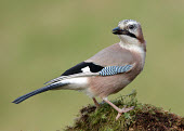 Jay - UK environment,ecosystem,Habitat,coloration,Colouration,gardens,Garden,Perching,perched,perch,Green background,blur,selective focus,blurry,depth of field,Shallow focus,blurred,soft focus,colours,color,co