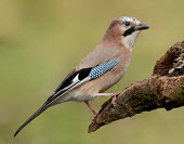 Jay - UK colours,color,colors,Colour,gardens,Garden,Green background,blur,selective focus,blurry,depth of field,Shallow focus,blurred,soft focus,Perching,perched,perch,Multi-coloured,multicoloured,multi-colore