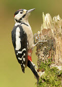 Great-spotted woodpecker - UK Greenery,foliage,vegetation,face,coloration,Colouration,Black and White,black + white,monochrome,black & white,forests,Forest,blur,selective focus,blurry,depth of field,Shallow focus,blurred,soft focu