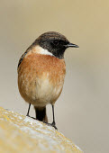 Common stonechat - UK Iain Leach Common stonechat,Saxicola torquatus,Birds,Little birds,Aves,Old World Flycatchers,Muscicapidae,Perching Birds,Passeriformes,Chordates,Chordata,Eurasian stonechat,Traquet ptre,Europe,Wetlands,Animalia,Saxicola,Agricultural,Terrestrial,Scrub,Africa,Asia,Carnivorous,IUCN Red List,Forest,Flying,Least Concern,Grassland
