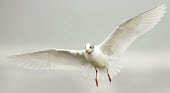 Mediterranean gull - UK coast,Coastal,coast line,coastline,action,movement,move,Moving,in action,in motion,motion,in-air,in flight,flight,in-flight,flap,Flying,fly,in air,flapping,Aquatic,water,water body,environment,ecosyst